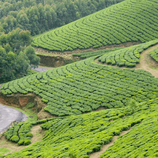 Best Places to Visit in Munnar