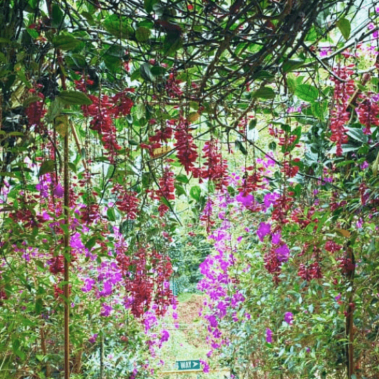 Munnar Rose Garden