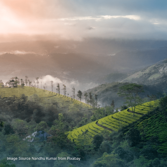 Munnar Tea Gardens