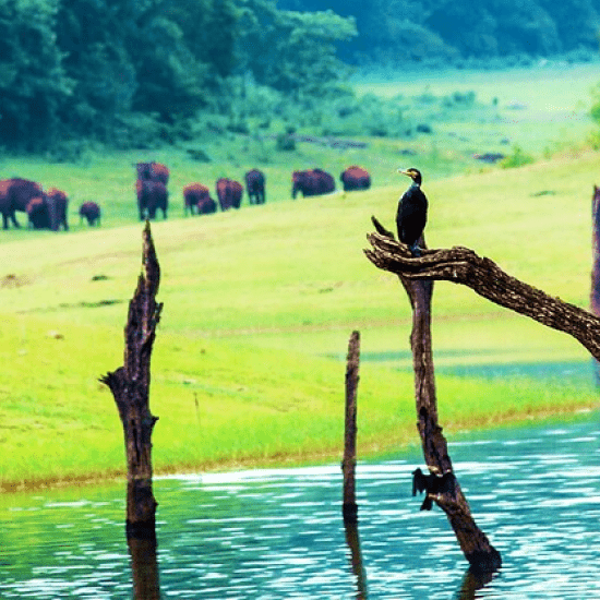 Thekkady